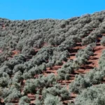 Campotéjar con la bioingeniería y resiliencia del paisaje