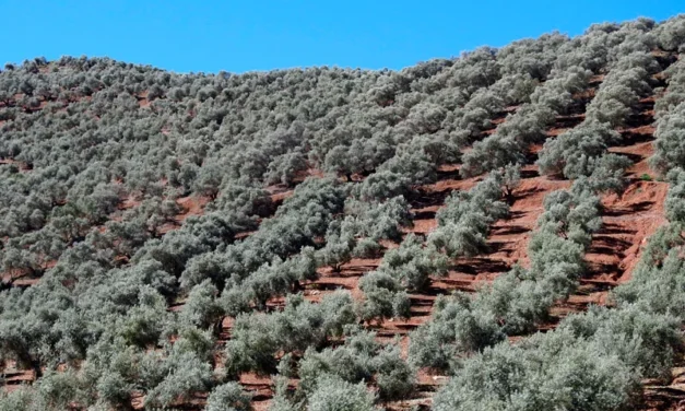 Campotéjar con la bioingeniería y resiliencia del paisaje