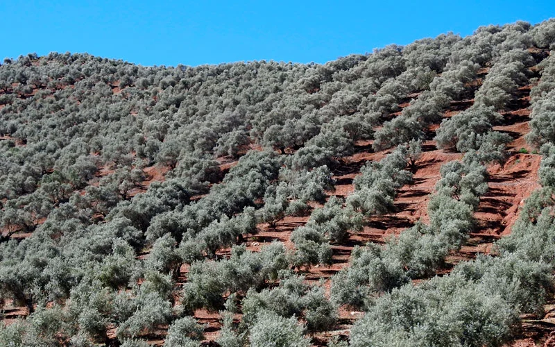 Campotéjar con la bioingeniería y resiliencia del paisaje