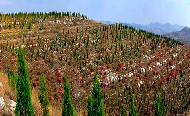 China: recuperando su masa forestal