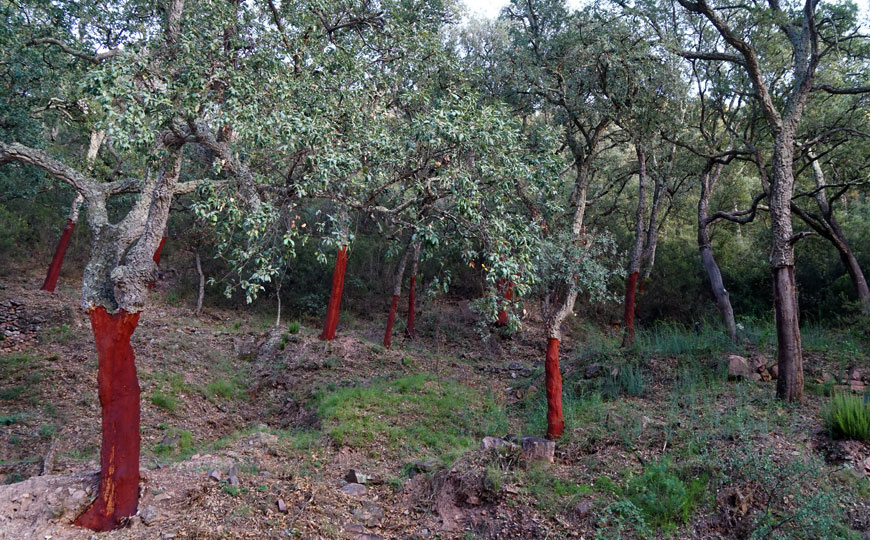 La aportación estratégica del mundo forestal al bienestar colectivo