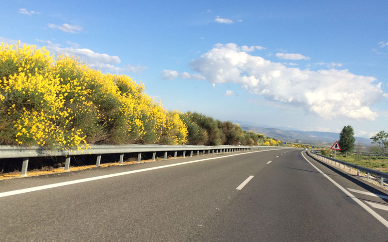 Conservación de setos en mediana de autovía