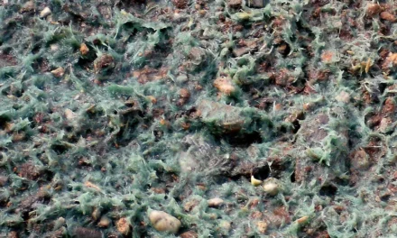 Hidro-mulch para hidrosiembras