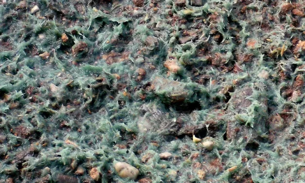 Hidro-mulch para hidrosiembras