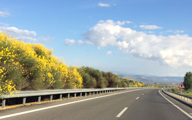 Vegetación en el entorno de la carretera