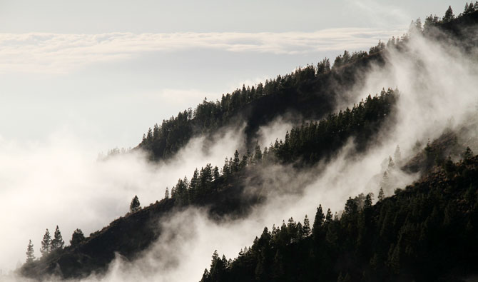 Juntos por los Bosques