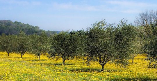 Olivar