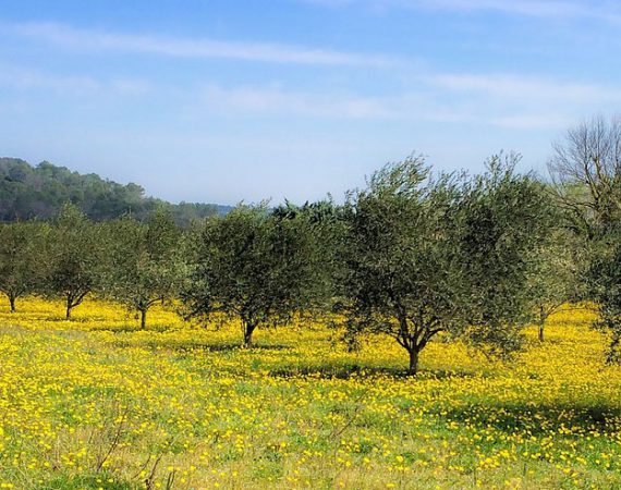 Olivar