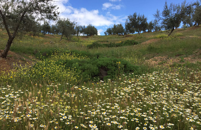 La primavera en los olivares bien conservados