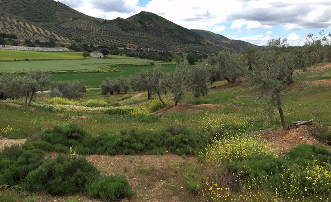 La primavera en los olivares bien conservados