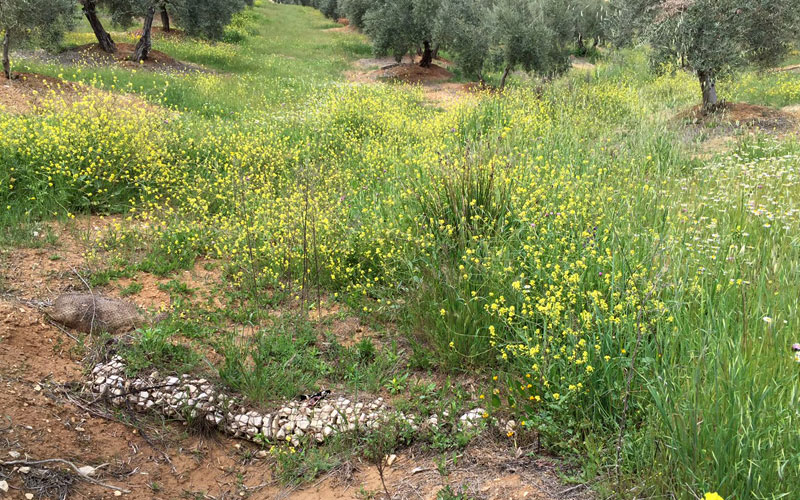 La primavera en los olivares bien conservados