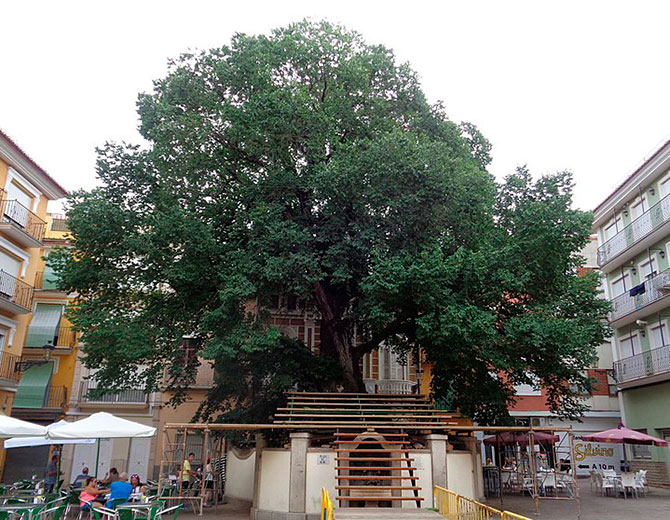 El Olmo de Navajas, candidato al premio «Árbol Europeo del Año 2019»