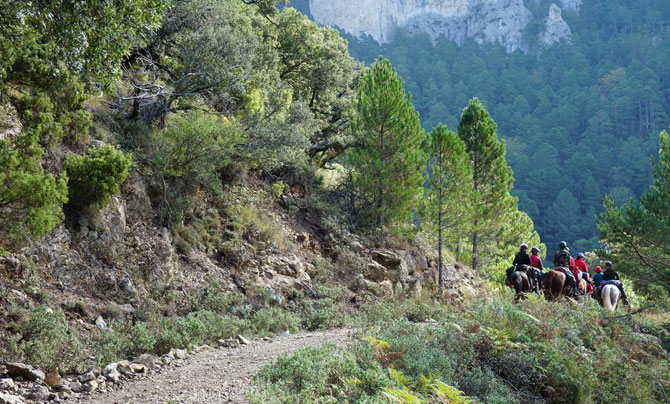 Paseos por el bosque a caballo