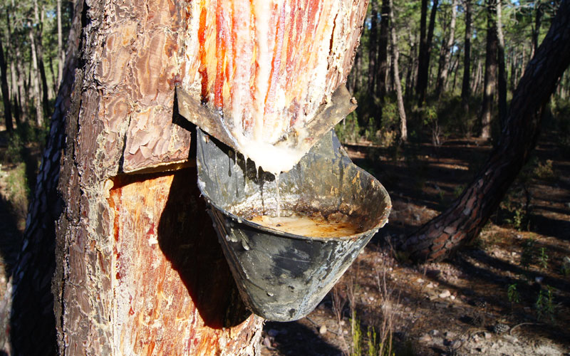 La importancia de bosques y espacios forestales de España