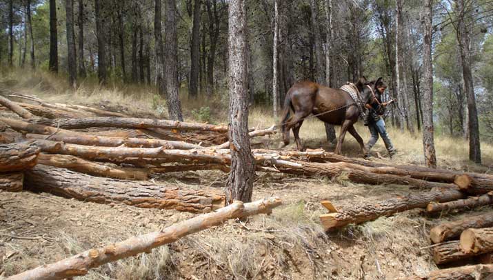 El sector forestal y el desarrollo de la economía