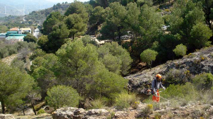 El sector forestal y el desarrollo de la economía