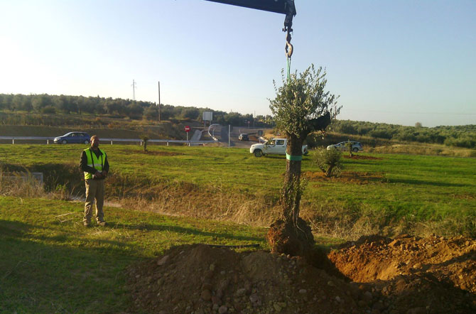 Trasplantes y plantaciones de la autovía A32