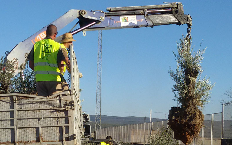 Trasplantes y plantaciones de la autovía A-32