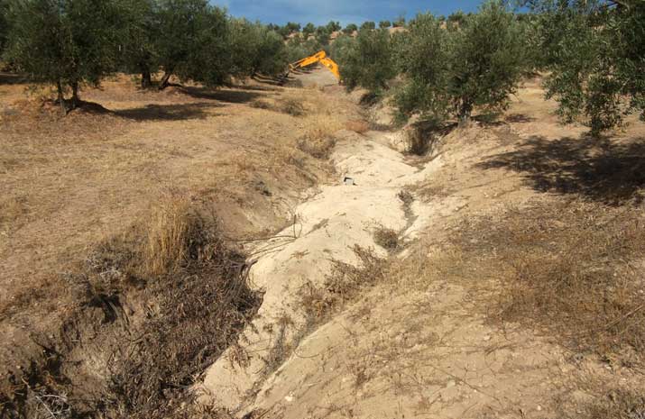 El suelo como parte de la biodiversidad